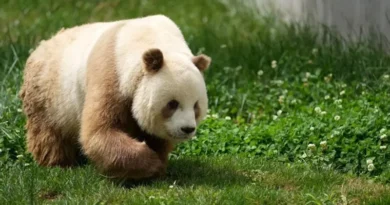 brown-and-white Panda