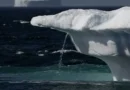 melting polar ice