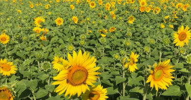 Plants “Breathing” in Real Time