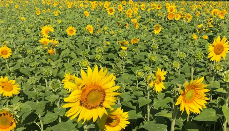 Plants “Breathing” in Real Time