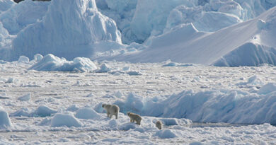 Climate Threats Persist, but Research Shows Complex Future for Polar Bears