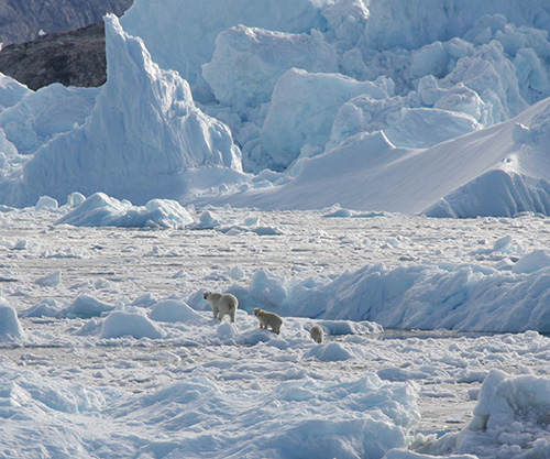 Climate Threats Persist, but Research Shows Complex Future for Polar Bears