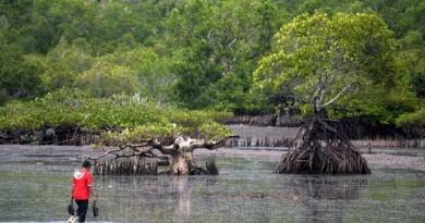 Indonesia Aligns Policies, Financing to Lead Global Blue Carbon Initiative