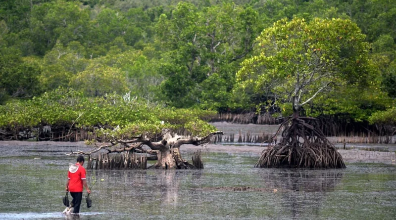 Indonesia Aligns Policies, Financing to Lead Global Blue Carbon Initiative