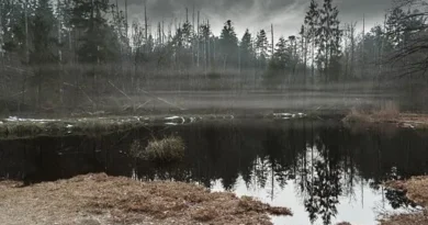 Pakistan’s 240 Wetlands Vital for Marine Conservation, Coastal Protection